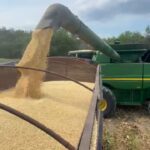 Arranca cosecha de maíz blanco en Tamaulipas
